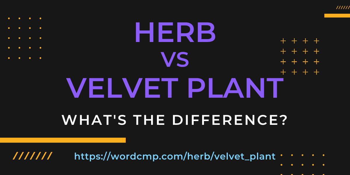 Difference between herb and velvet plant