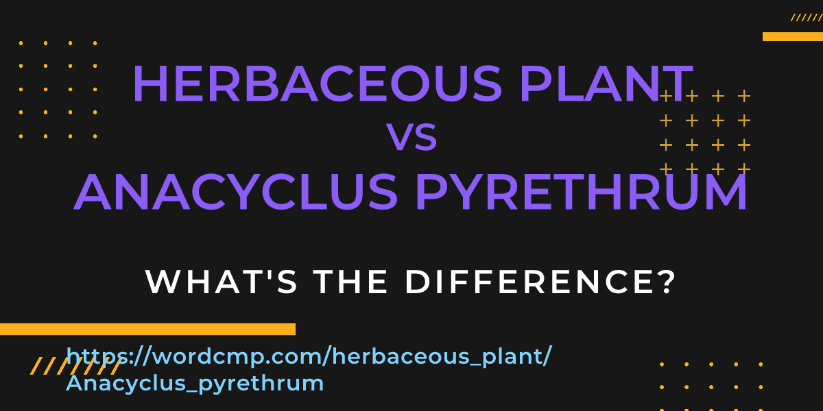Difference between herbaceous plant and Anacyclus pyrethrum