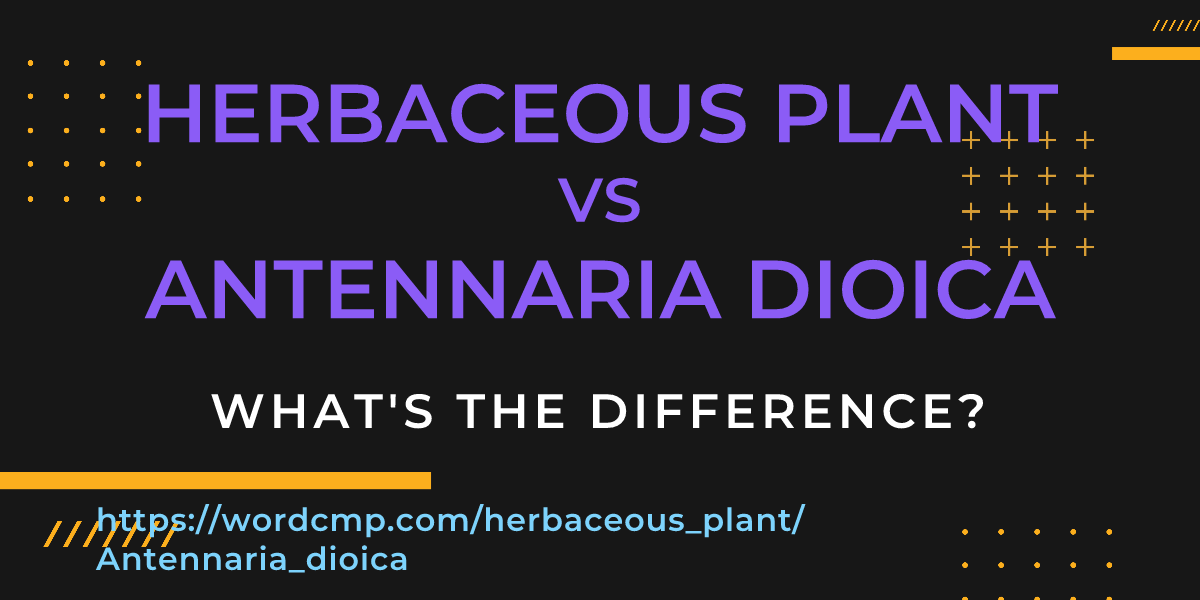 Difference between herbaceous plant and Antennaria dioica