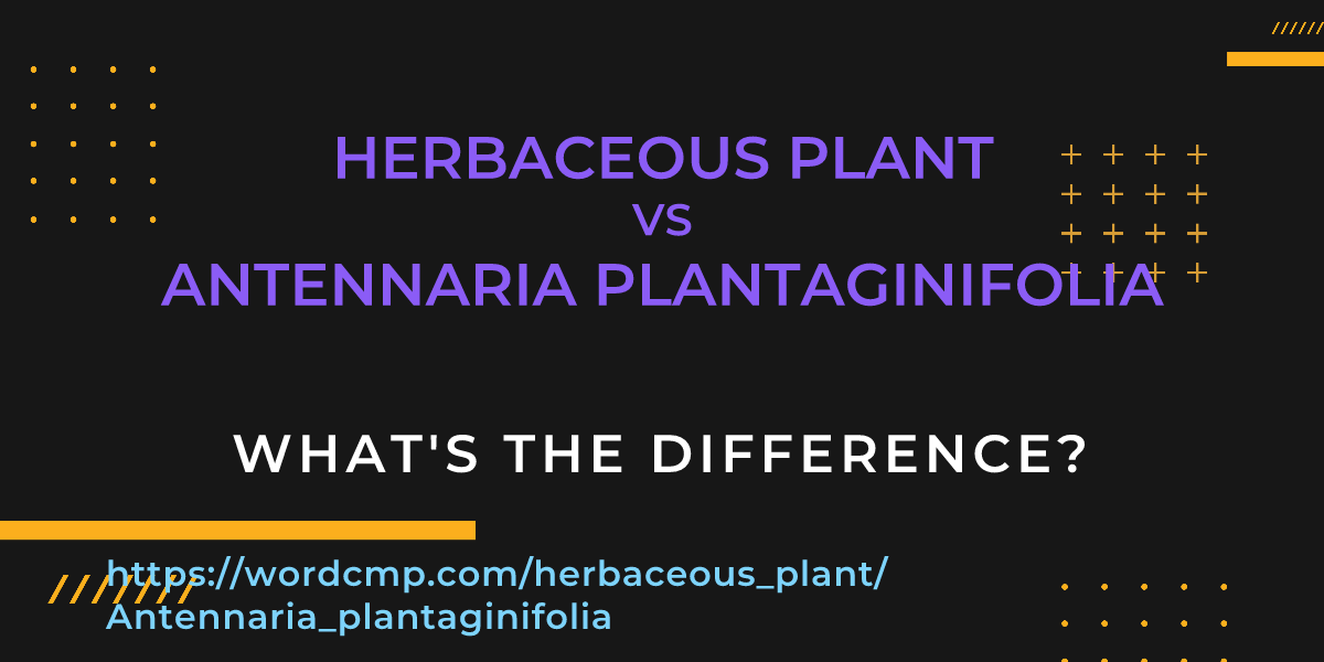 Difference between herbaceous plant and Antennaria plantaginifolia