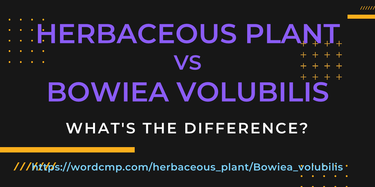 Difference between herbaceous plant and Bowiea volubilis
