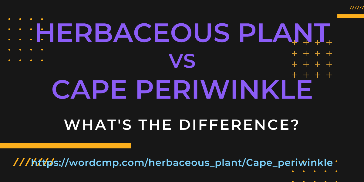 Difference between herbaceous plant and Cape periwinkle