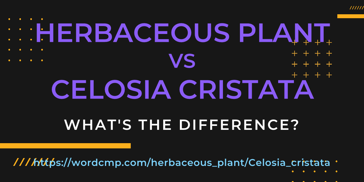 Difference between herbaceous plant and Celosia cristata