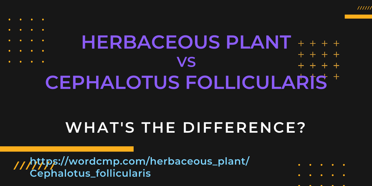Difference between herbaceous plant and Cephalotus follicularis
