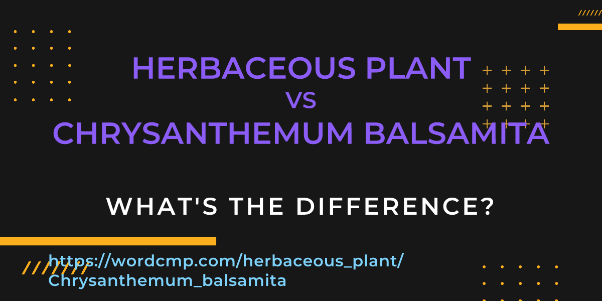 Difference between herbaceous plant and Chrysanthemum balsamita