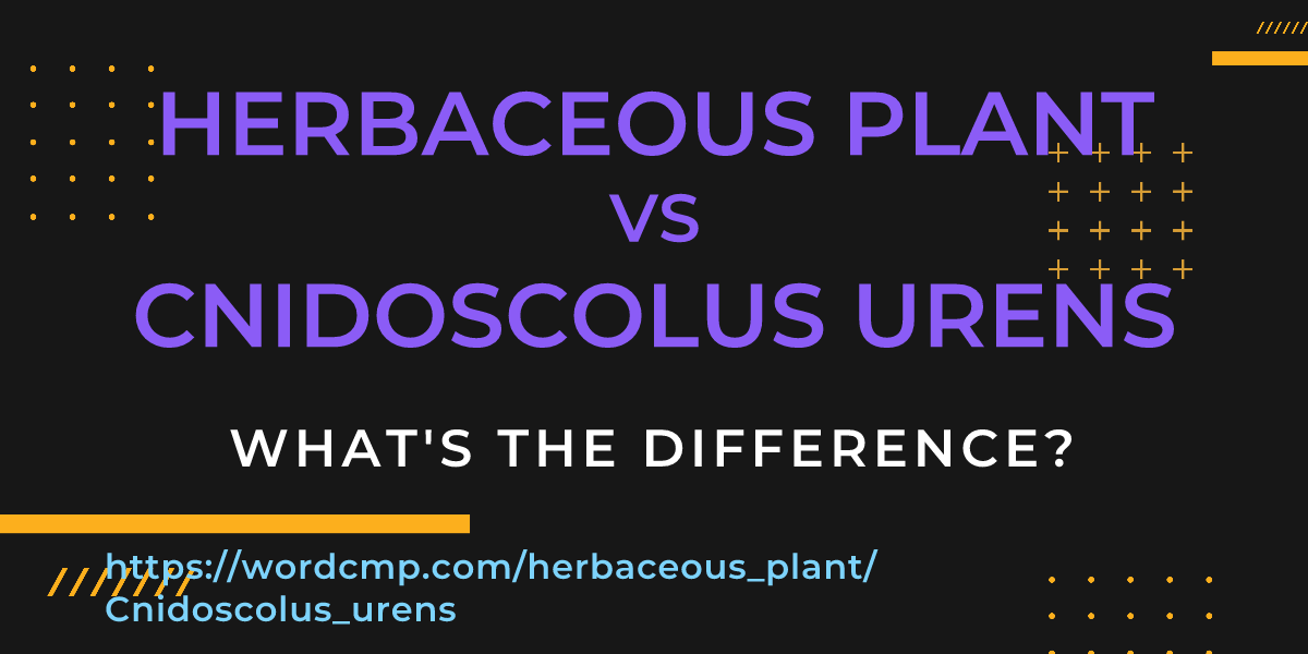 Difference between herbaceous plant and Cnidoscolus urens