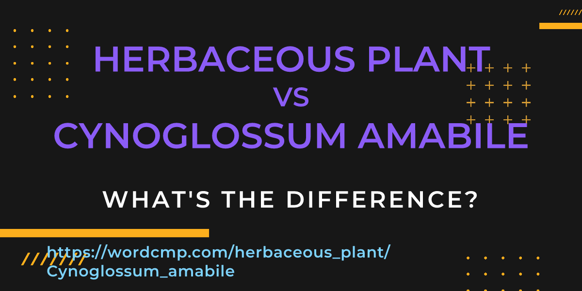 Difference between herbaceous plant and Cynoglossum amabile
