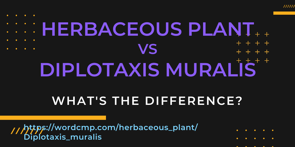 Difference between herbaceous plant and Diplotaxis muralis