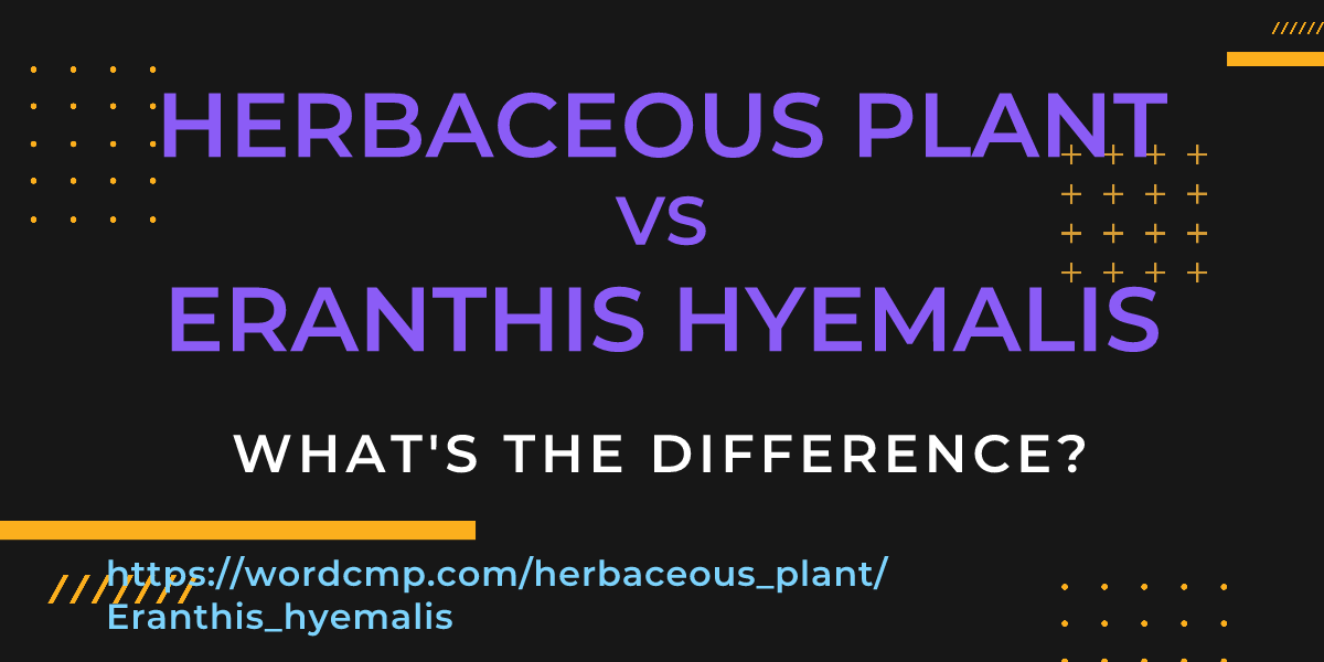 Difference between herbaceous plant and Eranthis hyemalis