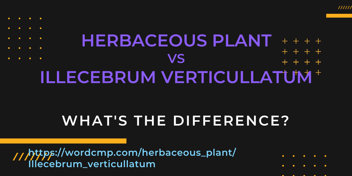 Difference between herbaceous plant and Illecebrum verticullatum