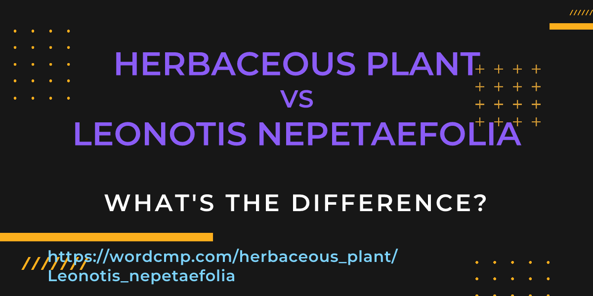 Difference between herbaceous plant and Leonotis nepetaefolia
