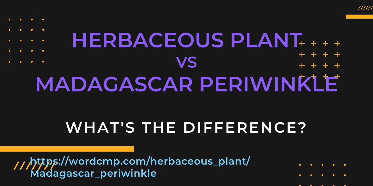 Difference between herbaceous plant and Madagascar periwinkle