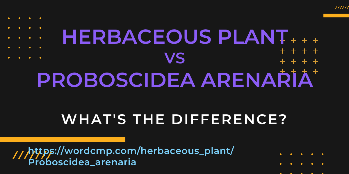 Difference between herbaceous plant and Proboscidea arenaria