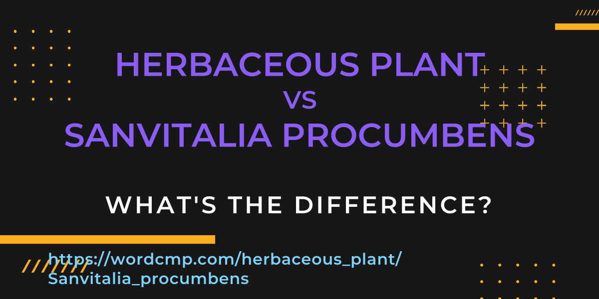 Difference between herbaceous plant and Sanvitalia procumbens