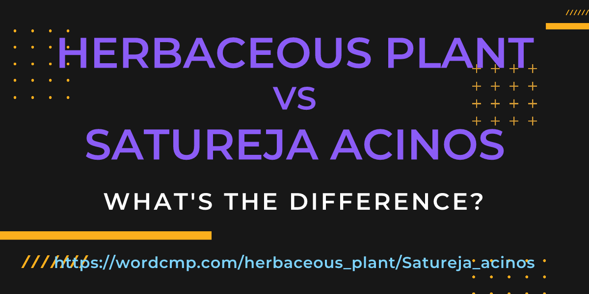 Difference between herbaceous plant and Satureja acinos