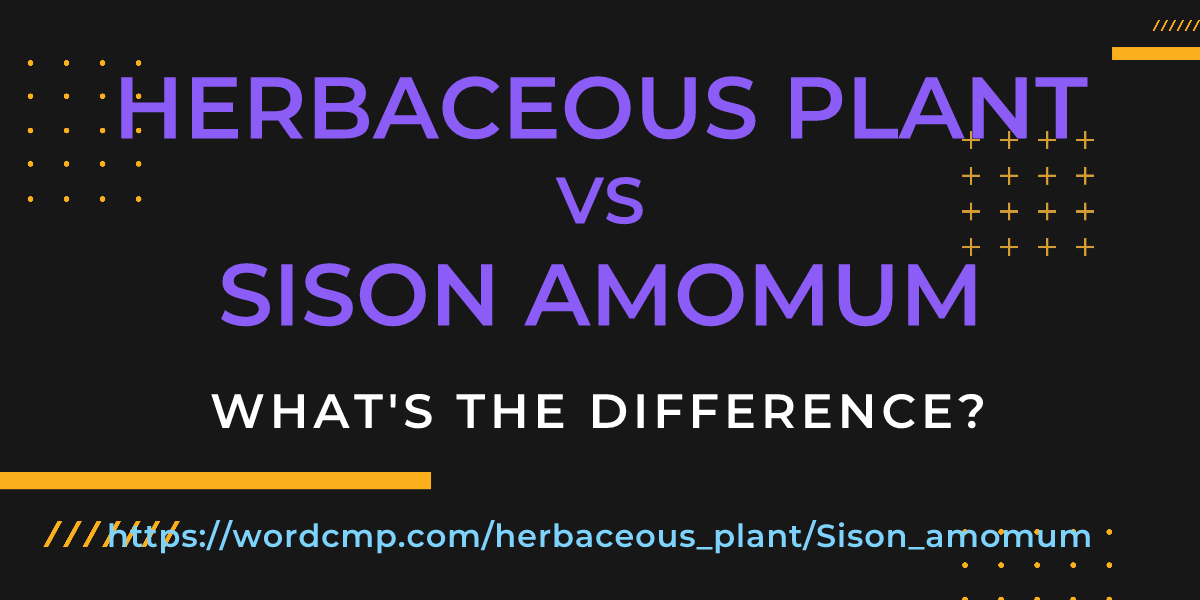 Difference between herbaceous plant and Sison amomum