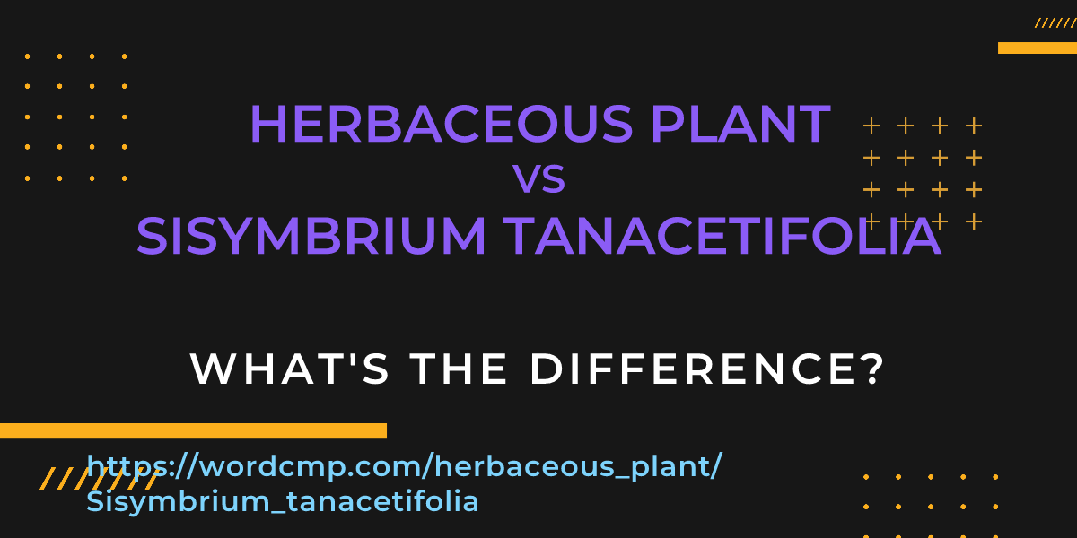 Difference between herbaceous plant and Sisymbrium tanacetifolia