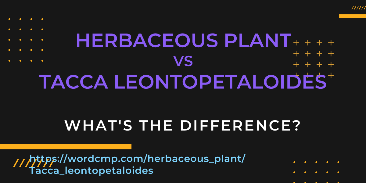 Difference between herbaceous plant and Tacca leontopetaloides