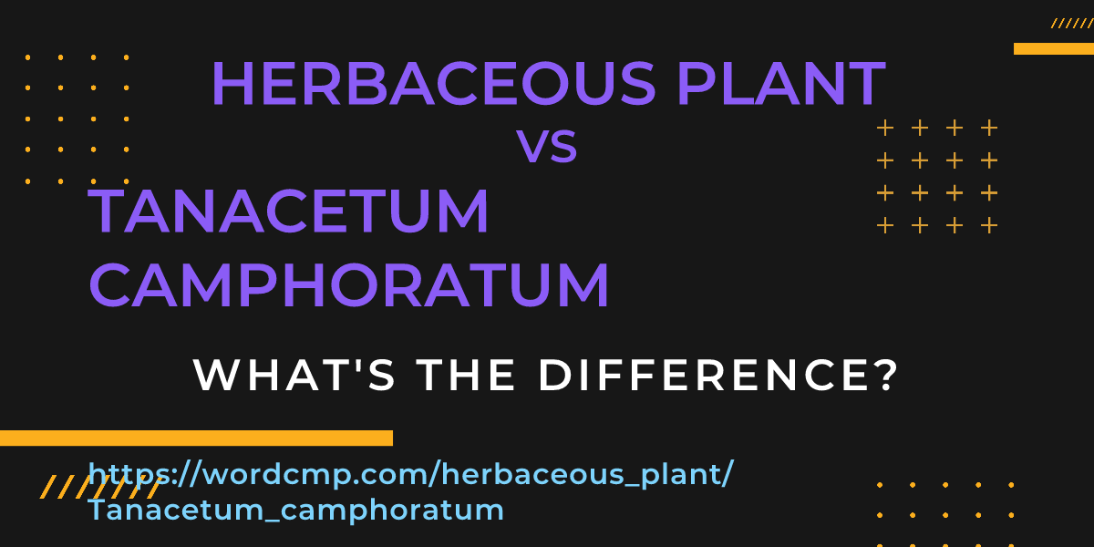 Difference between herbaceous plant and Tanacetum camphoratum