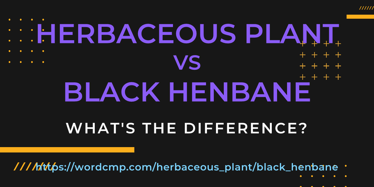 Difference between herbaceous plant and black henbane
