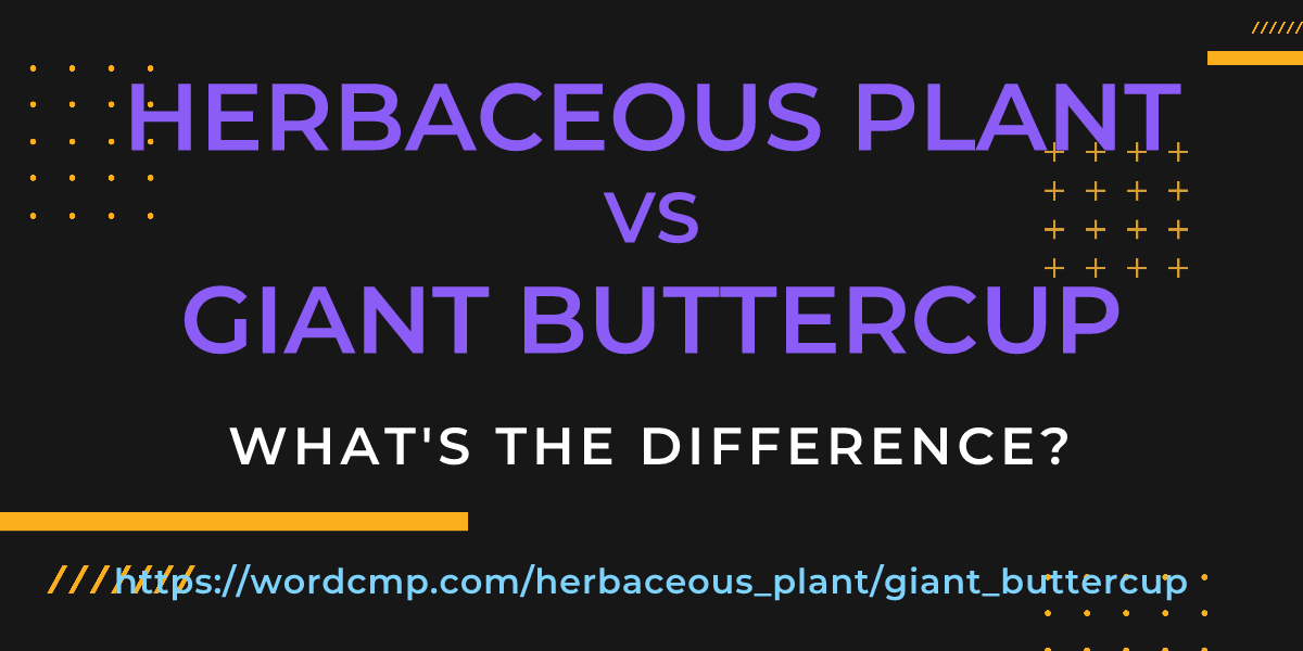 Difference between herbaceous plant and giant buttercup