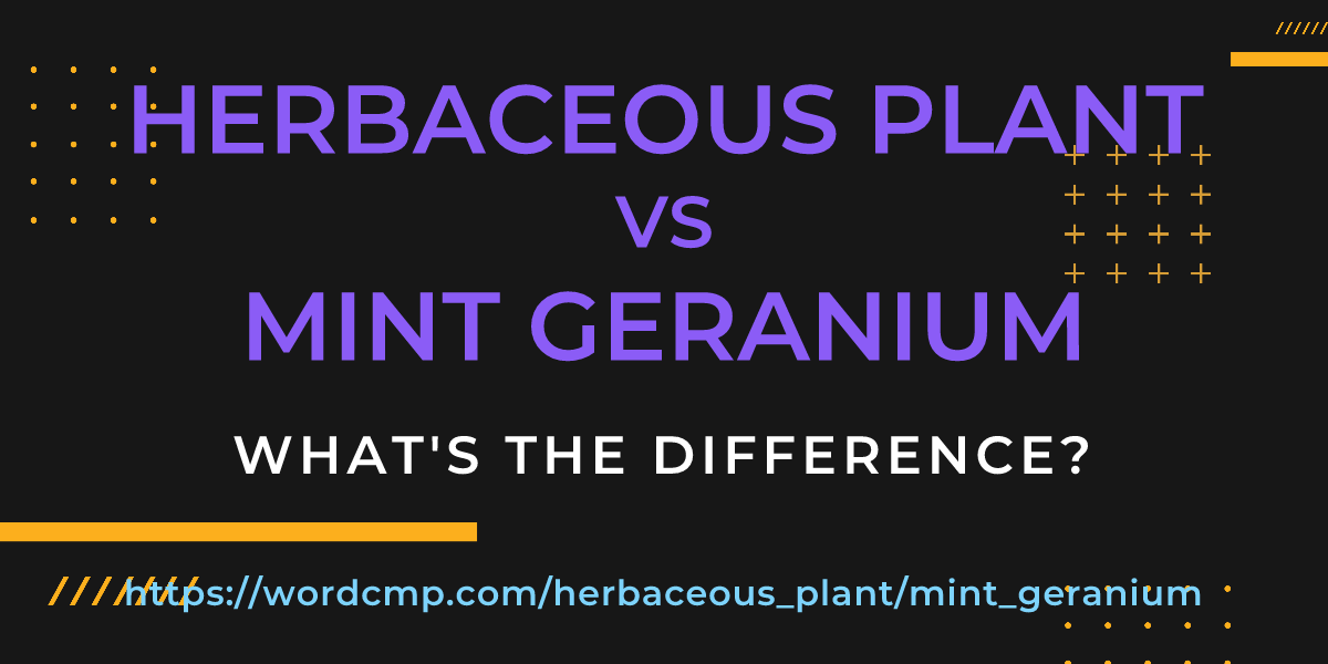 Difference between herbaceous plant and mint geranium