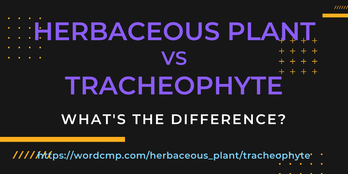 Difference between herbaceous plant and tracheophyte