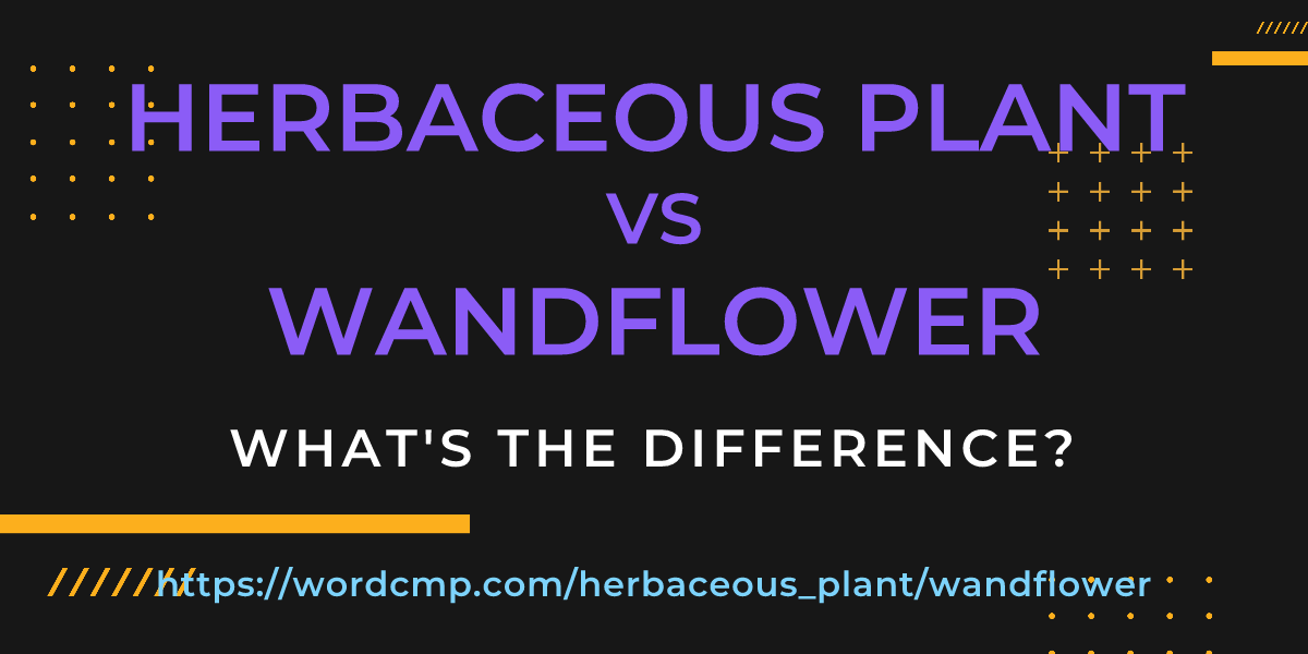 Difference between herbaceous plant and wandflower