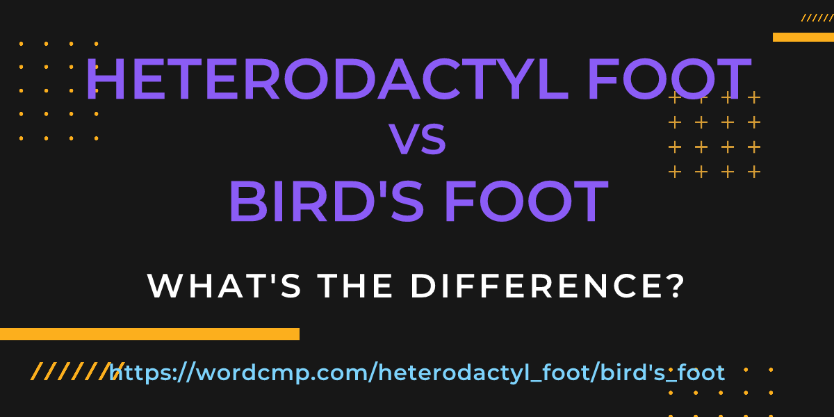 Difference between heterodactyl foot and bird's foot