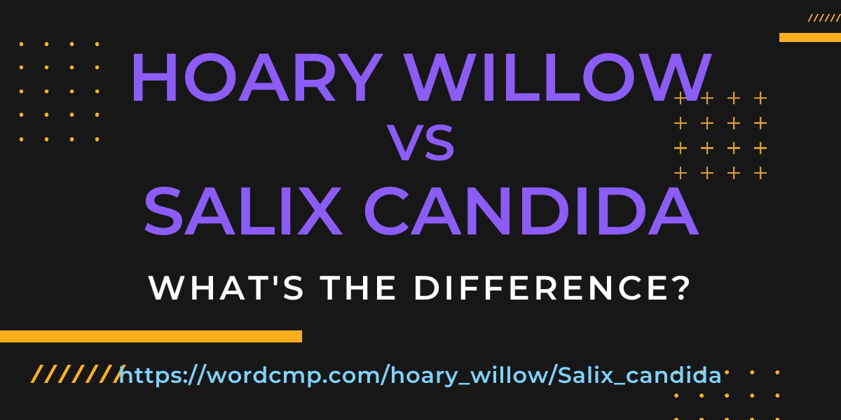 Difference between hoary willow and Salix candida