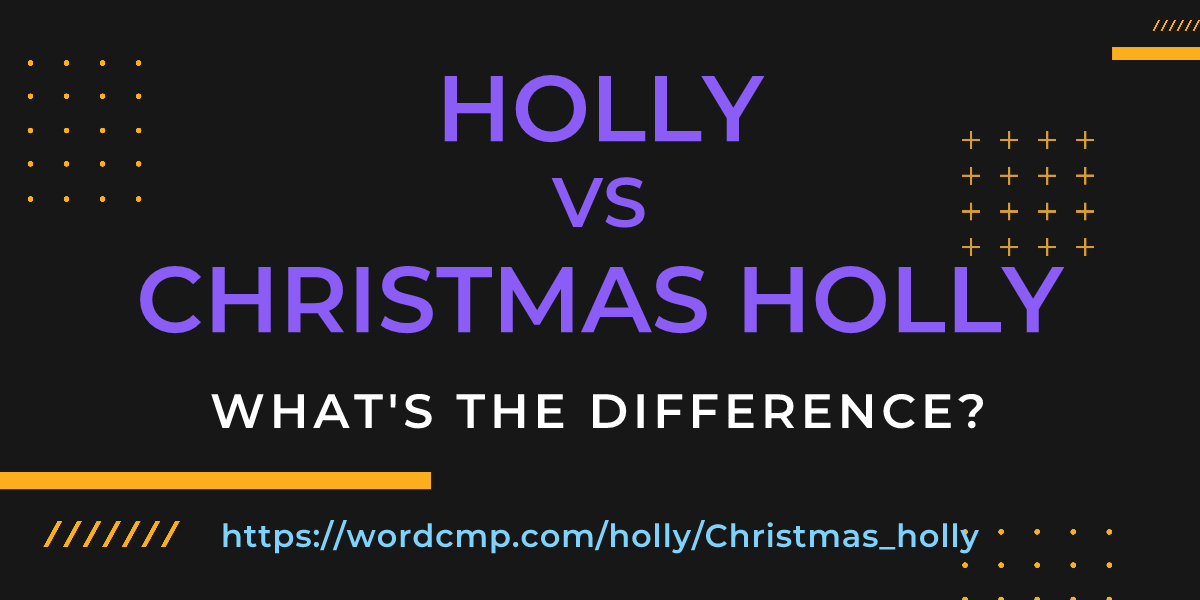 Difference between holly and Christmas holly