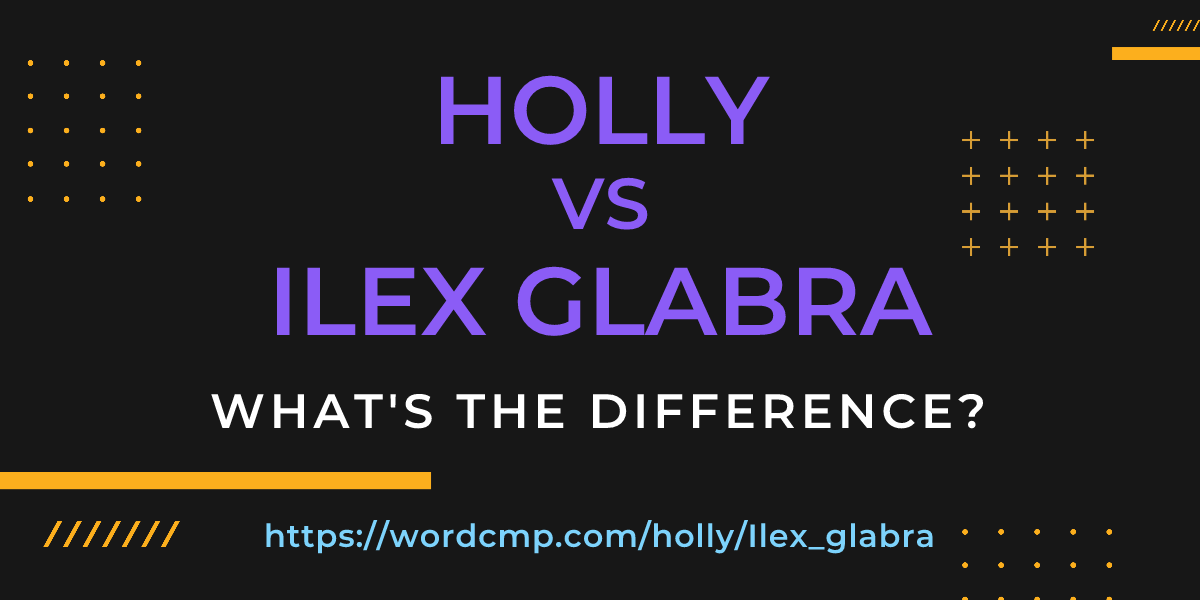 Difference between holly and Ilex glabra