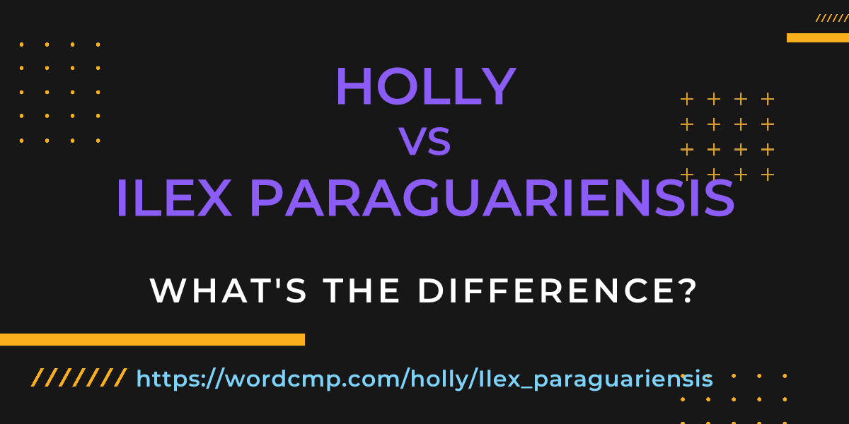 Difference between holly and Ilex paraguariensis