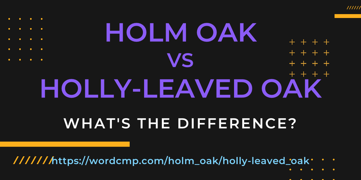 Difference between holm oak and holly-leaved oak