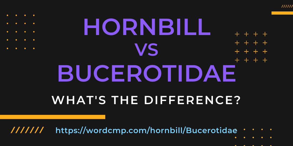 Difference between hornbill and Bucerotidae