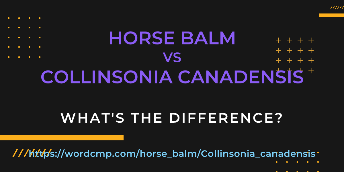 Difference between horse balm and Collinsonia canadensis
