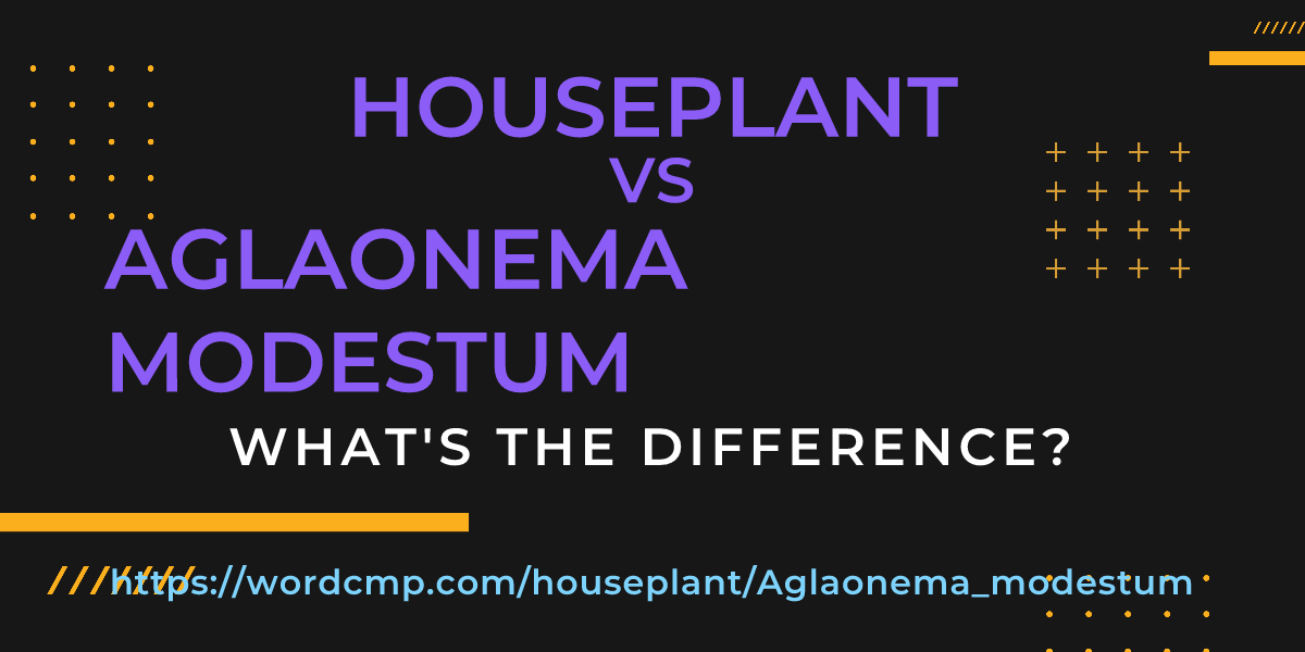 Difference between houseplant and Aglaonema modestum