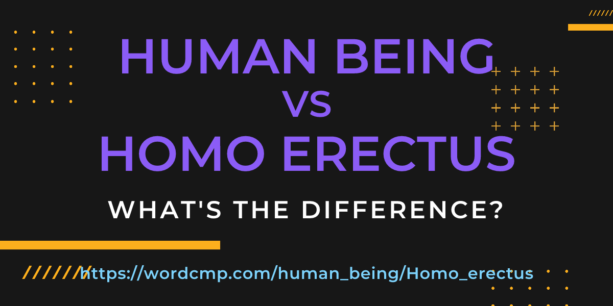 Difference between human being and Homo erectus