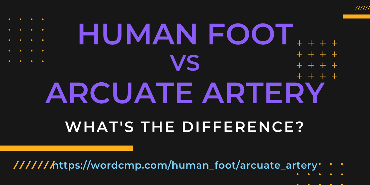 Difference between human foot and arcuate artery