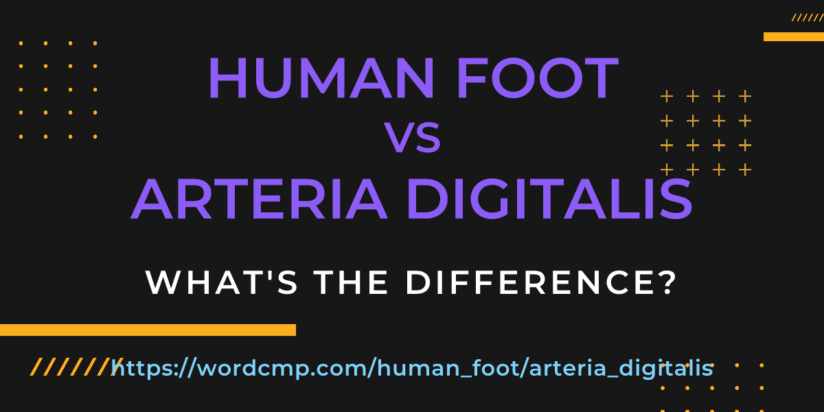 Difference between human foot and arteria digitalis