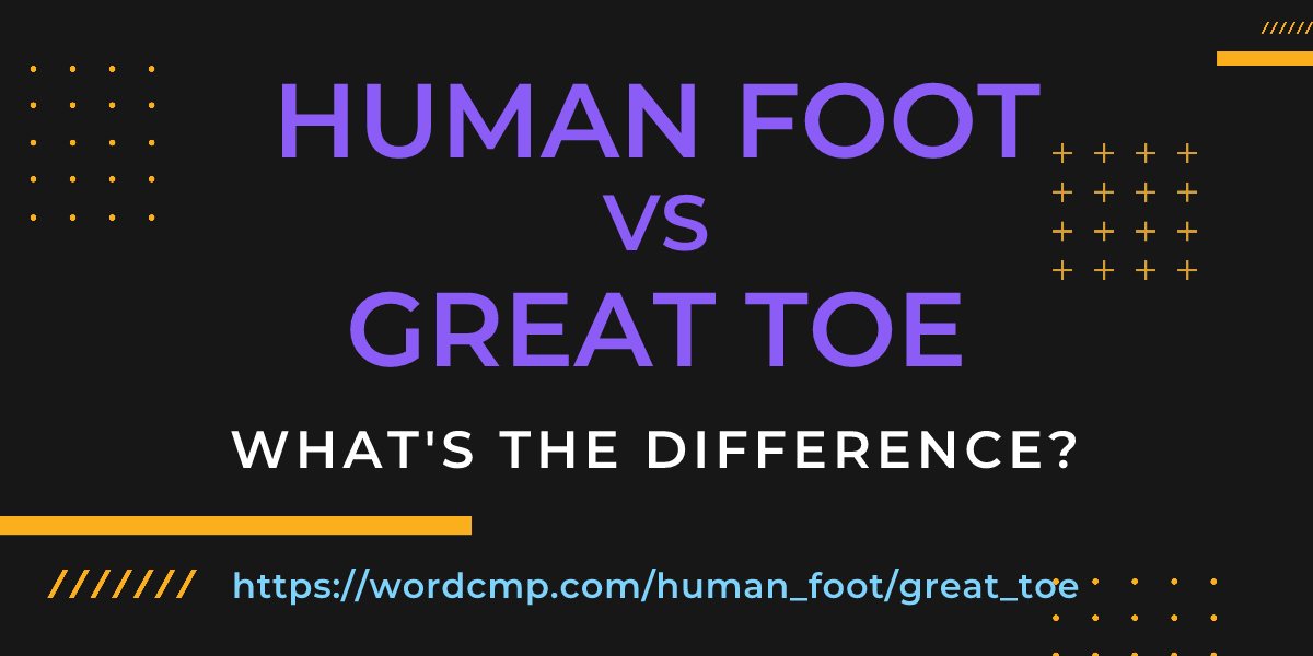 Difference between human foot and great toe