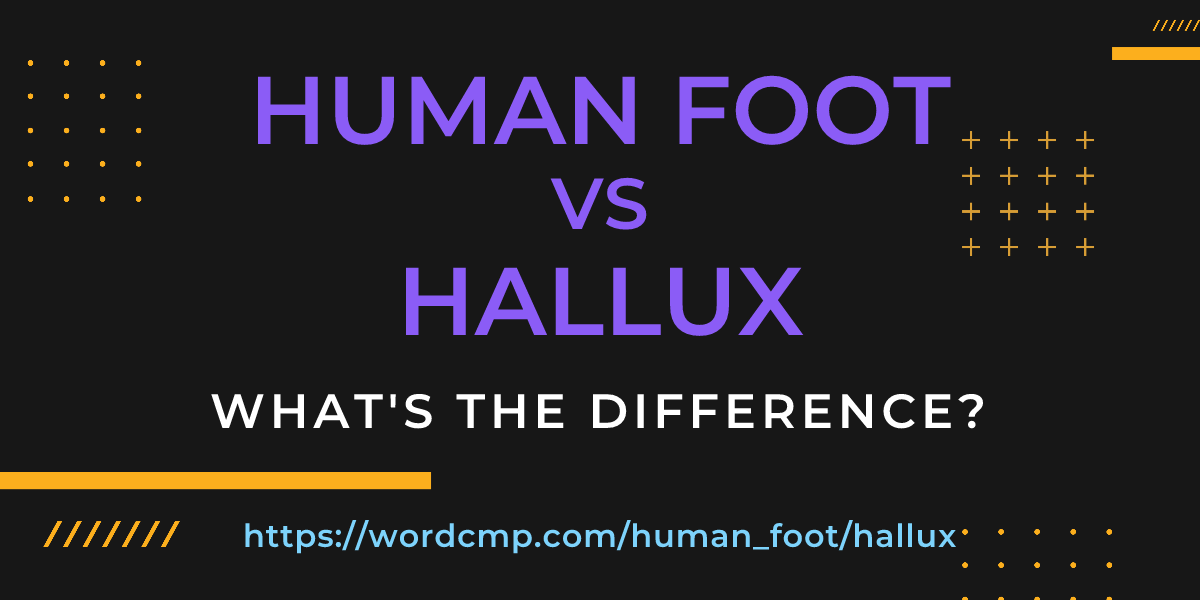 Difference between human foot and hallux