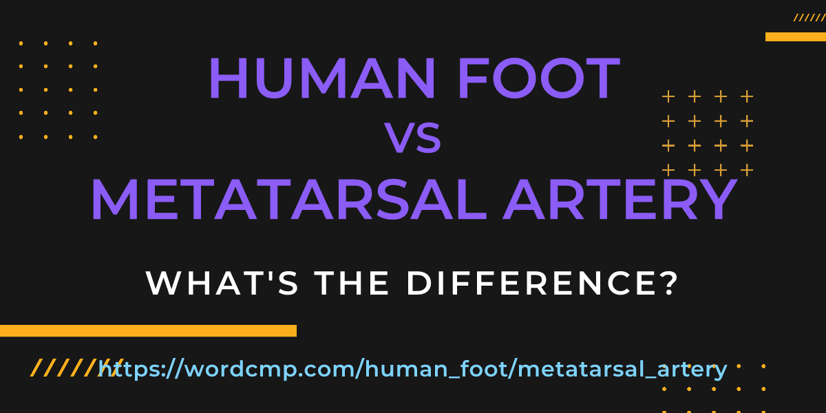 Difference between human foot and metatarsal artery