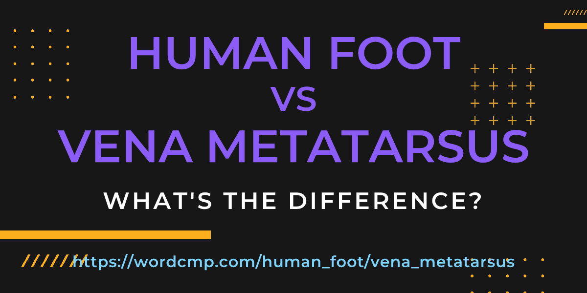 Difference between human foot and vena metatarsus