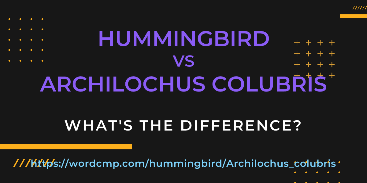 Difference between hummingbird and Archilochus colubris
