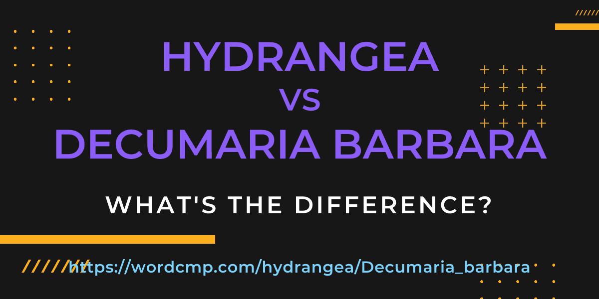 Difference between hydrangea and Decumaria barbara