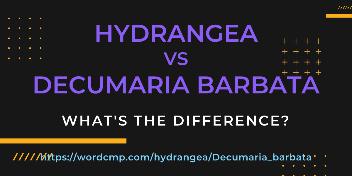 Difference between hydrangea and Decumaria barbata