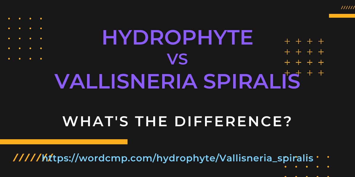 Difference between hydrophyte and Vallisneria spiralis