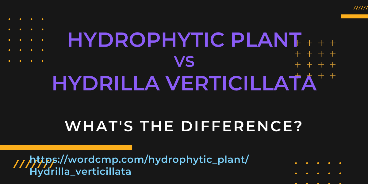 Difference between hydrophytic plant and Hydrilla verticillata