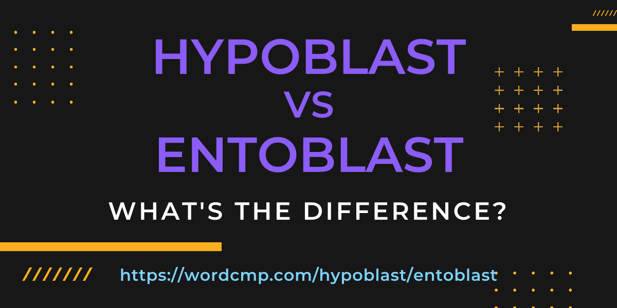 Difference between hypoblast and entoblast